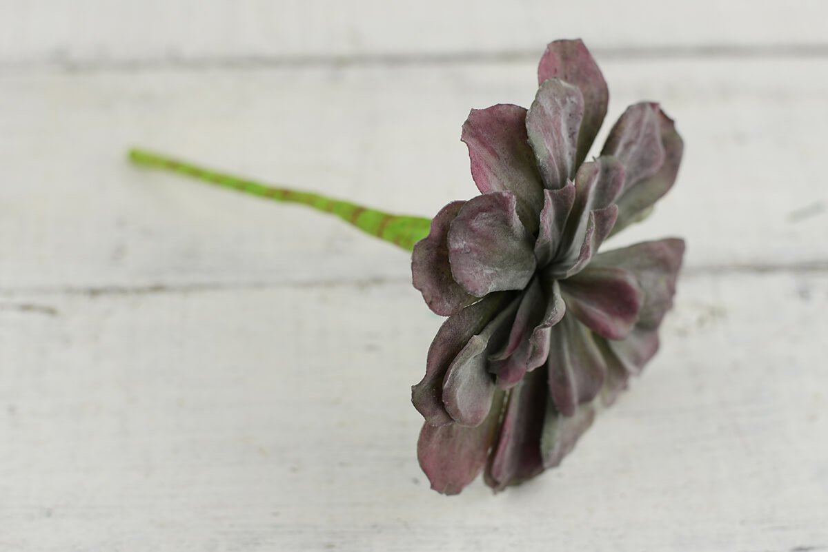 Mauve Aeonium Succulent Pick 7"