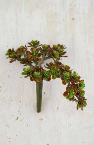 Sedum Succulent Floral Pick  Burgundy 5" x 6.5"