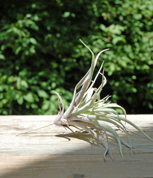 tillandsias frosted air plant 12x10