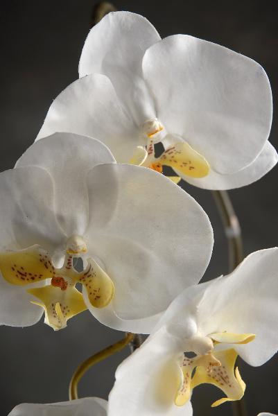 36" Large Phalaenopsis Orchid Spray with 5 Flowers and 3 Buds Cream White