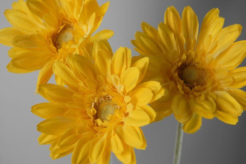 24 royal yellow gerbera daisy sprays